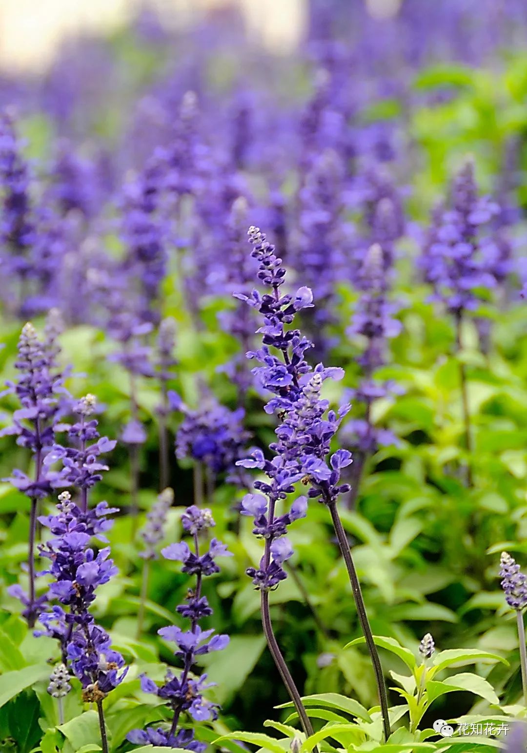 薰衣草真假精油的鉴别方法,熏衣草干花真假辨别