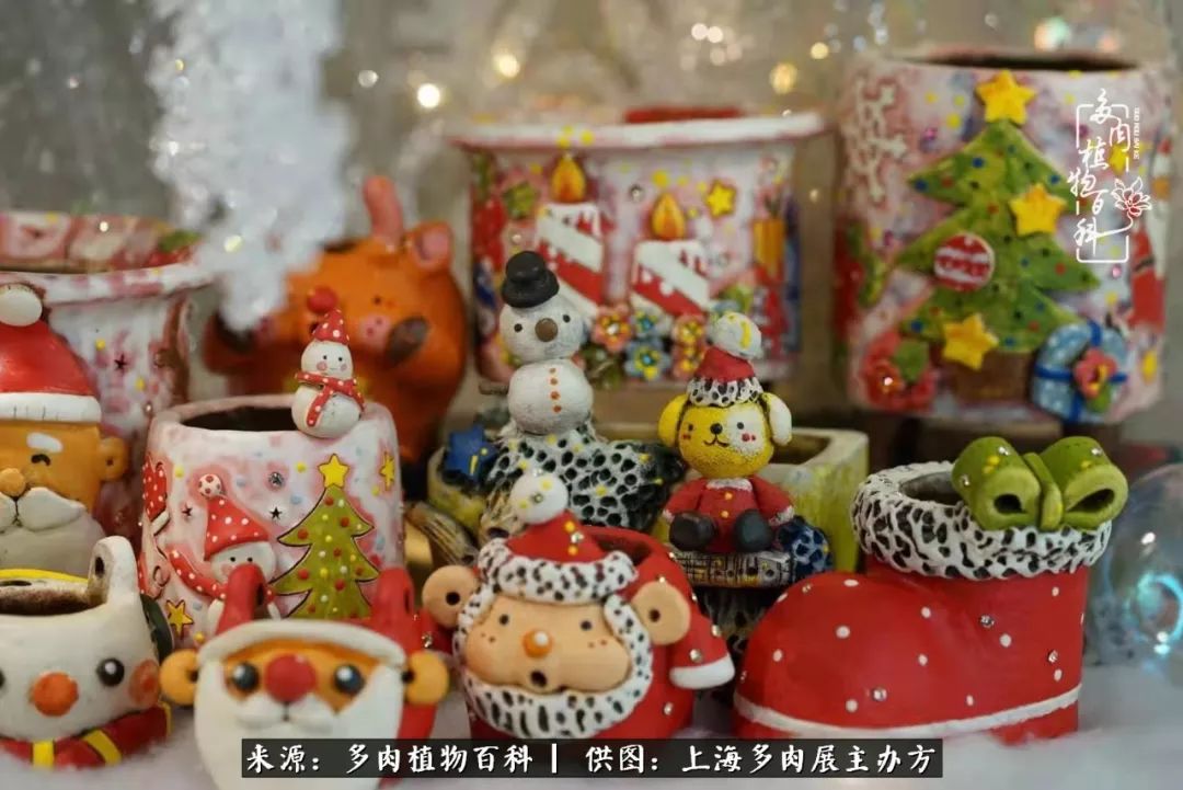 2023多肉展会直播,2023上海多肉植物展