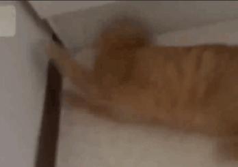 我们家猫真的很弱智怎么办,猫为什么又蠢又自以为是