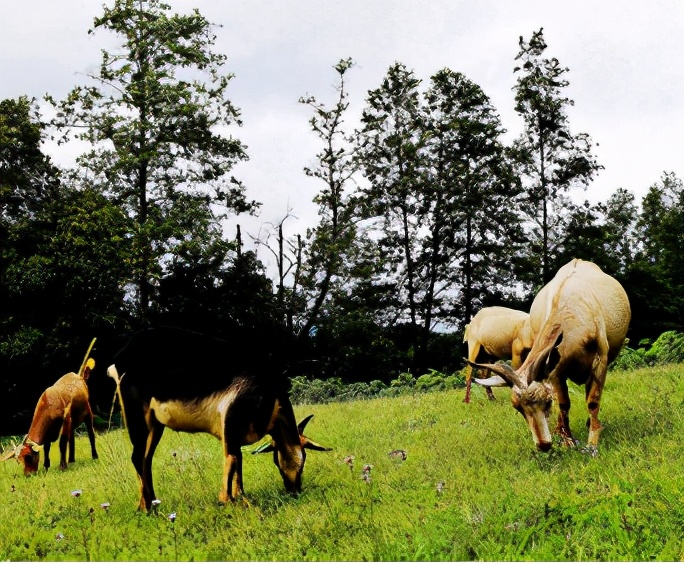 云南禄丰旅游线路攻略图,云南冬季自驾游最佳线路图