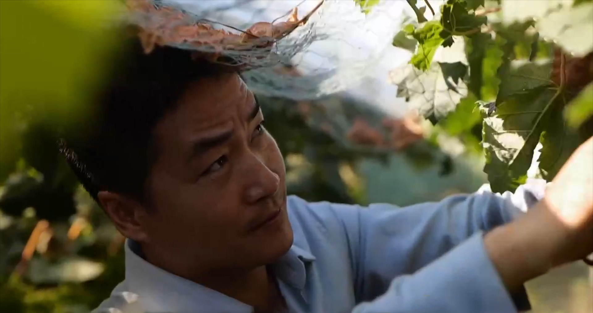 农村种植葡萄一年收入,农村种植葡萄年入500万