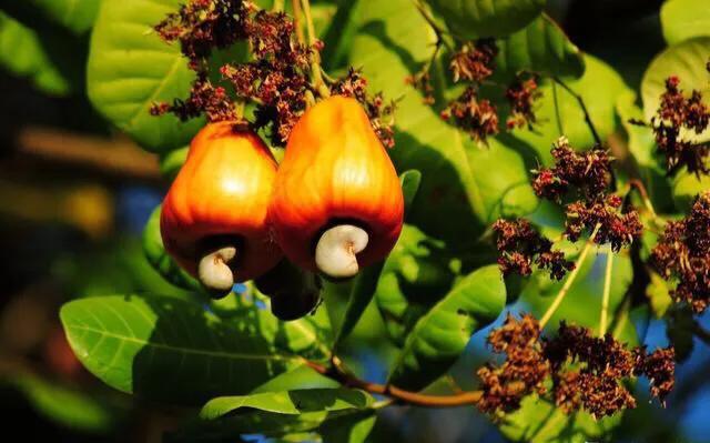 腰果科普知识,腰果哪部分有毒