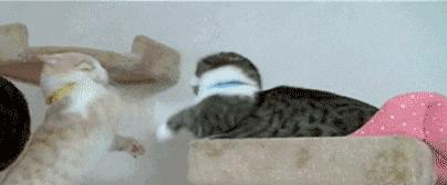 我家的猫一直流鼻涕,我家的猫老是干呕