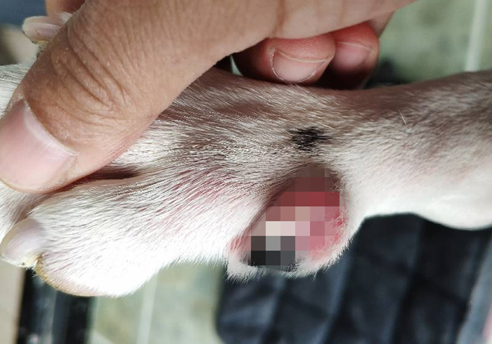 专家辟谣狗狗传染新肺病,狗狗甲沟炎怎么引起的