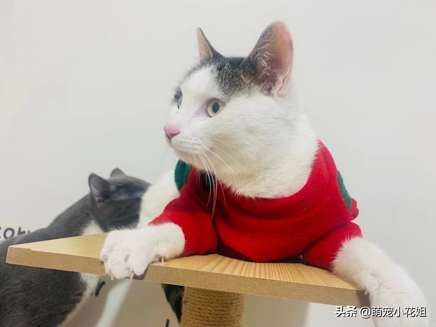 救助的流浪猫绝育,流浪猫因为绝育后生病了怎么办