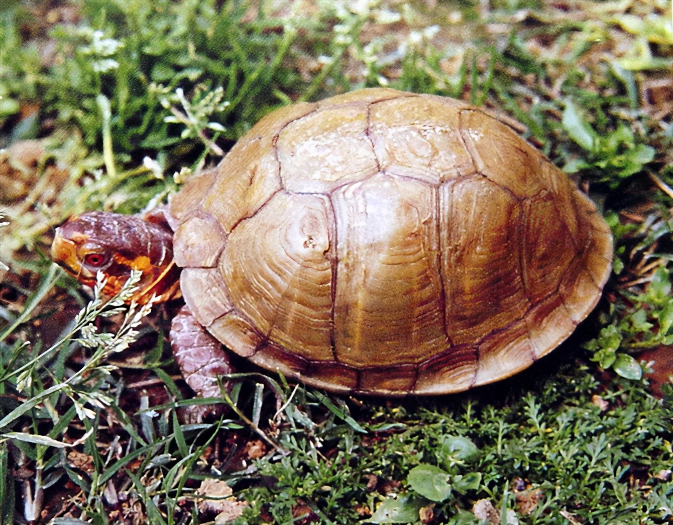 龟类大百科,大眼睛龟类