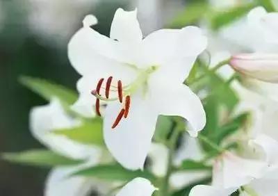 100种花的花语以及送花礼仪分享,100种花的名字和图片带花语