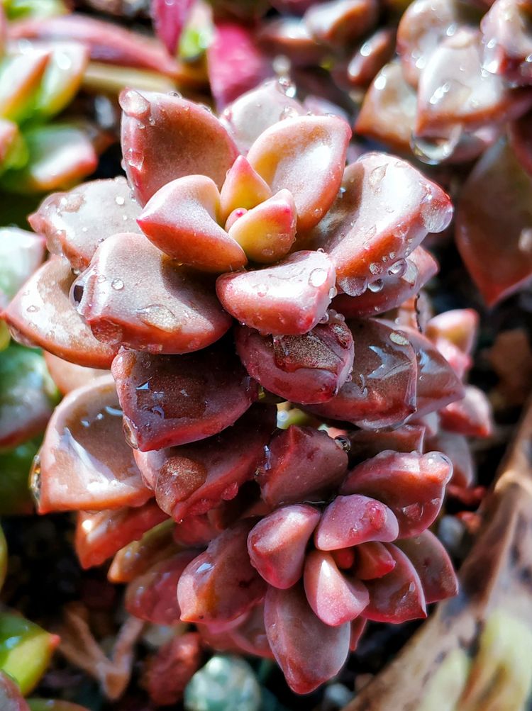 记录多肉长大的全过程,记录所有多肉成长过程