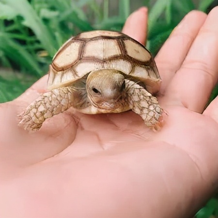 爬宠没有合适的温度会变成什么样,对环境要求不高的爬宠