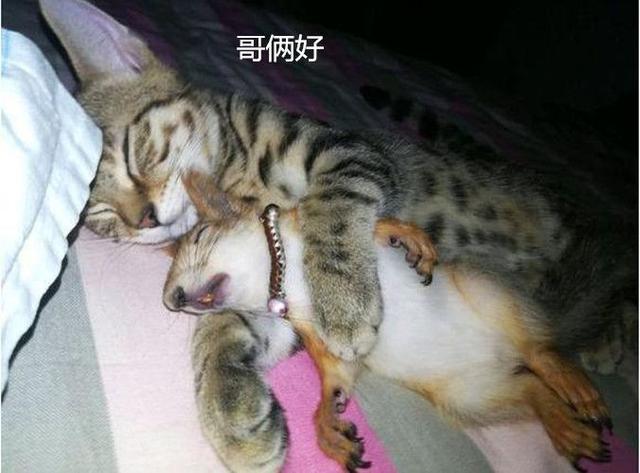 松鼠被猫吃了,松鼠被猫吃了只剩一个头