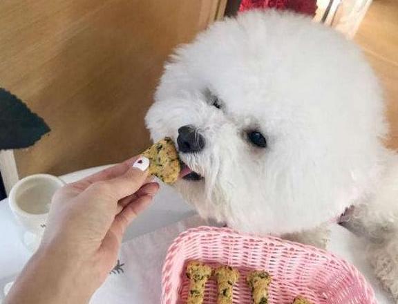 比熊泪痕严重四大办法轻松消除,比熊吃什么狗粮缓解泪痕