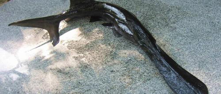 被公认最好吃的15种淡水鱼,十种公认好吃的淡水鱼