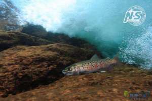 游钓篇｜渔在熊猫故里