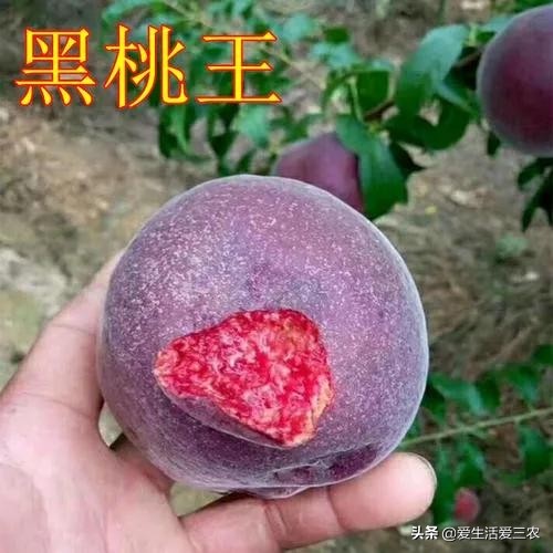 桃中极品黑桃怎么做,桃中极品黑桃