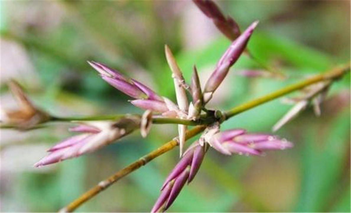 “竹子开花，马上搬家”，竹子开花真的预示有“大灾”要发生吗？