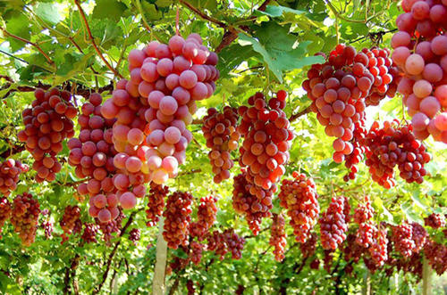 吐鲁番西域游记完整视频,西域吐鲁番