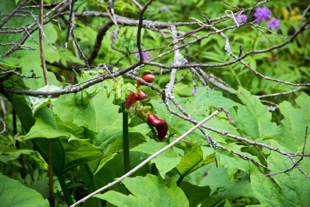 秦岭光头山至鹿角梁穿越路线,秦岭西观音山徒步登山路线攻略