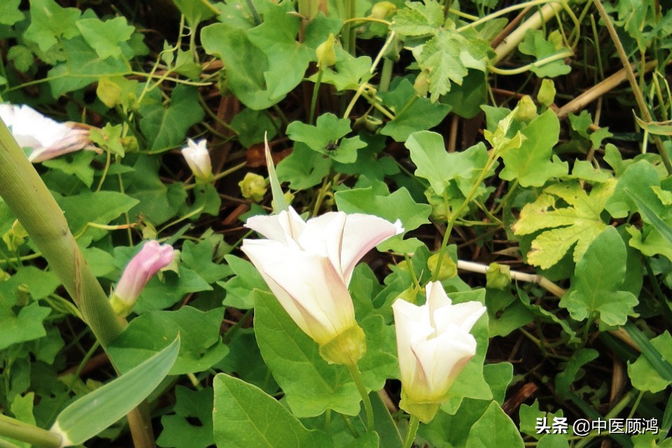 伤寒论当中有多少方剂用桂枝,伤寒论桂枝类方总结