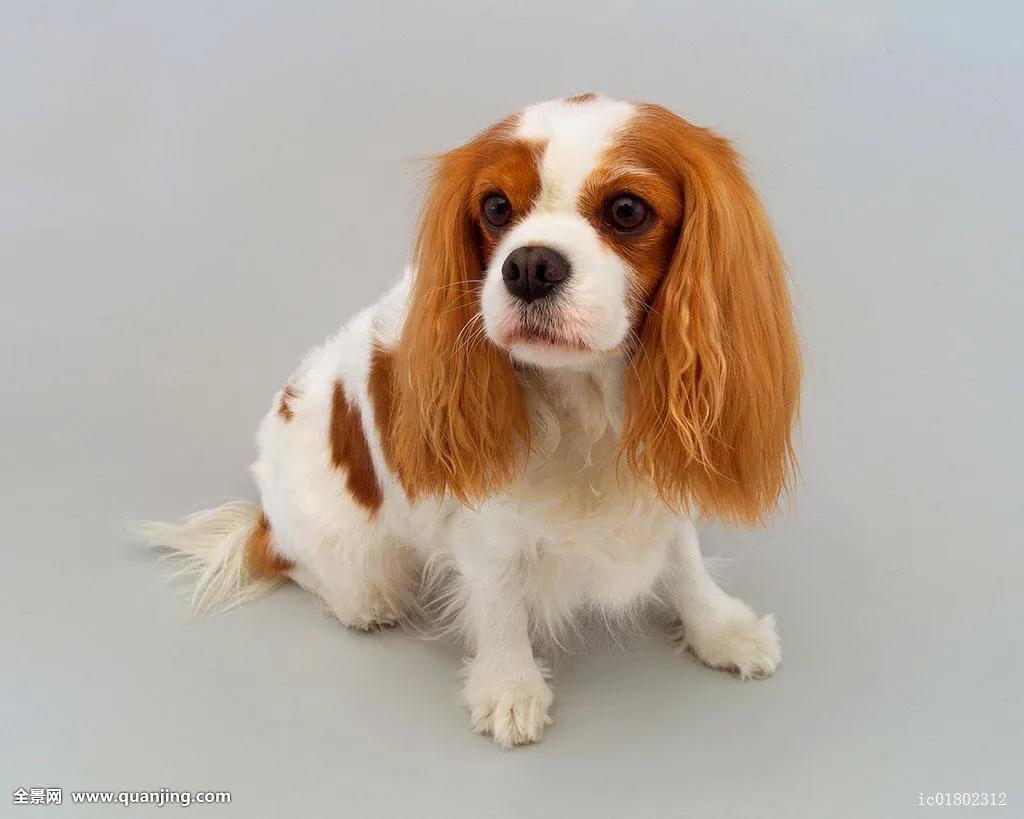 宠物营养与保健课程,宠物营养讲座