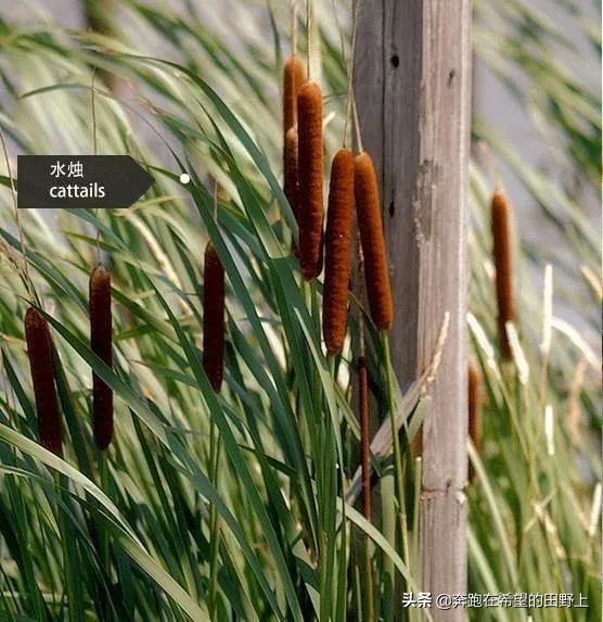水烛香蒲农村叫什么,水烛香蒲别名