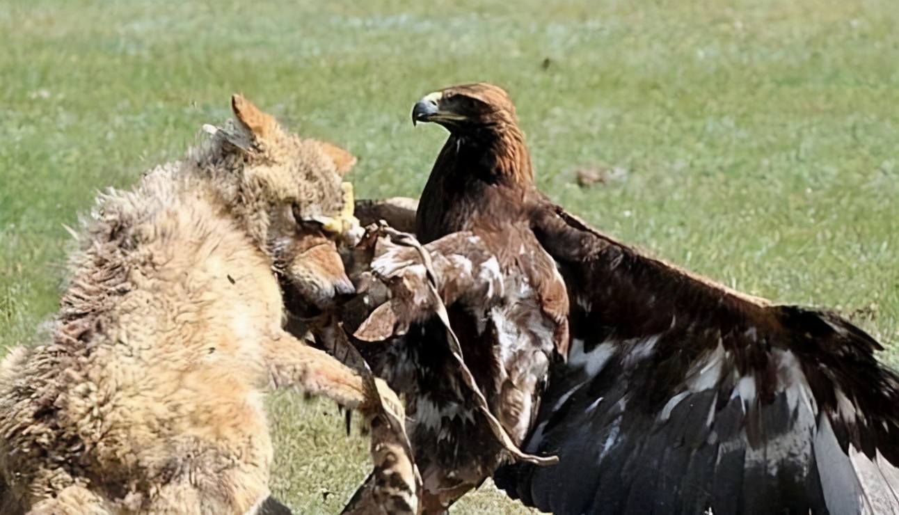 捕捉野山羊,捕捉山羊方法大全