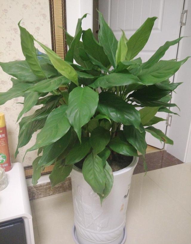 4种花夏天不要多浇水一浇就烂根,这5种花特别耐涝越浇水越会爆盆