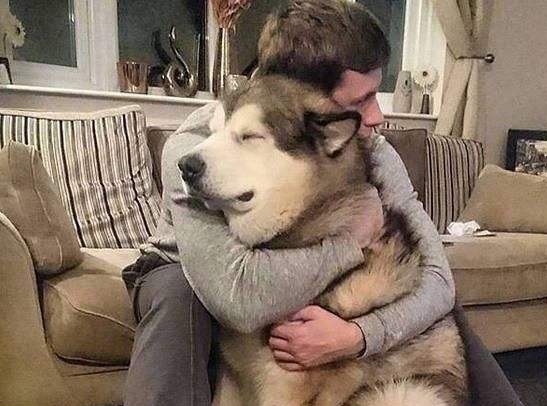 新手如何养阿拉斯加,养阿拉斯加新手要注意什么