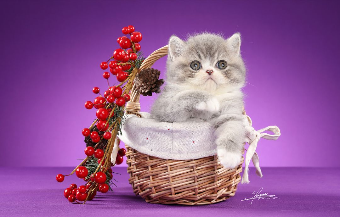 加菲猫到底讲了一个什么样的故事,带你了解加菲猫