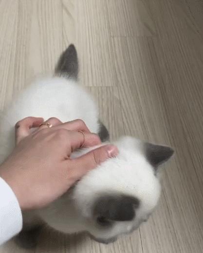 煤老板爆红完整版,煤老板ins