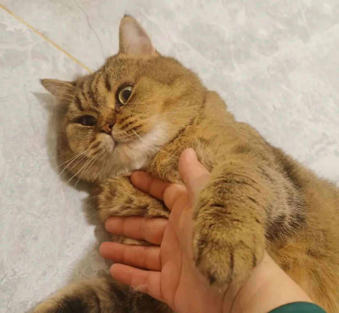 家里有两只猫想养一只狗,家里有只猫又来了一只狗怎么相处