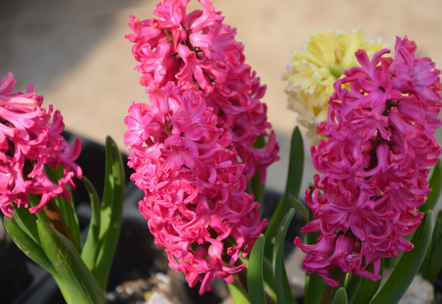 生活中常见的花语大全,生活中常见花卉花语