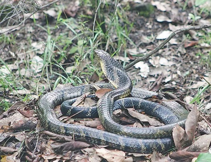 毒蛇的毒性分几种啊,毒蛇毒性排名榜
