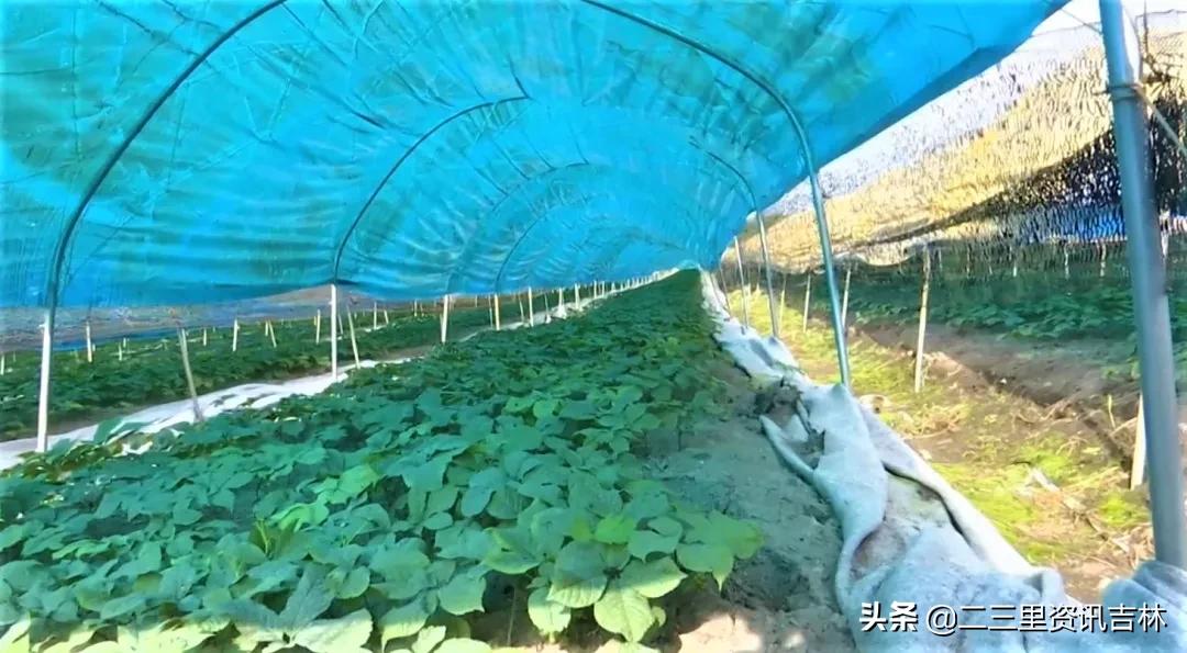 松山镇东北岔村：发展中药材特色产业助力农民增收致富