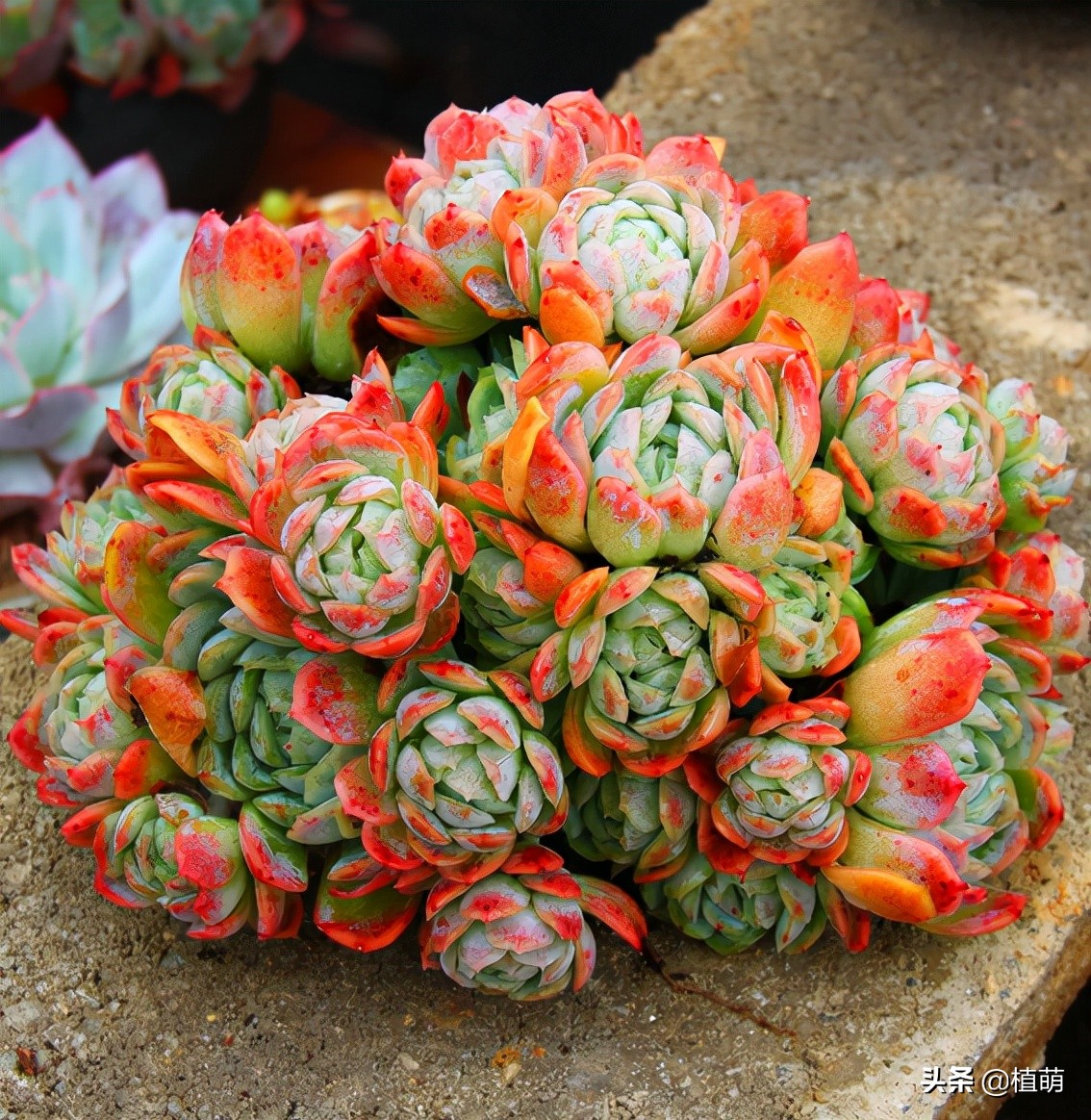 缀化的冰梅，还是头一次见到，真的很漂亮