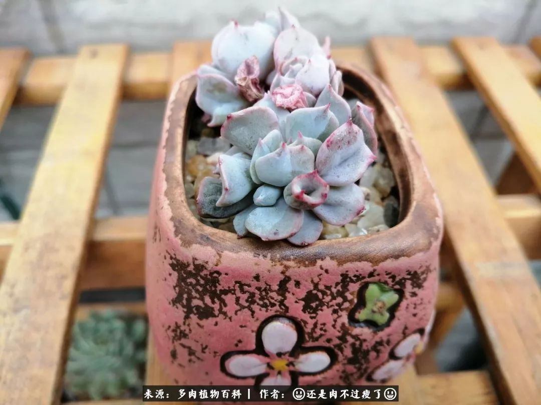 日照弘一法师,日照法师请师父