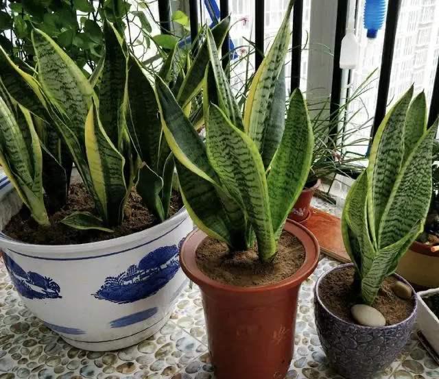 橘子皮养花施什么肥好用,橘子皮肥料适合种菜吗