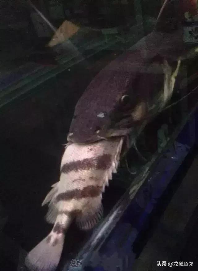 巴西亚能和飞凤一起混养吗,金龙巴西亚飞凤混养