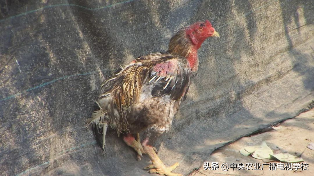田间示范秀养鸡视频,田间示范秀节目