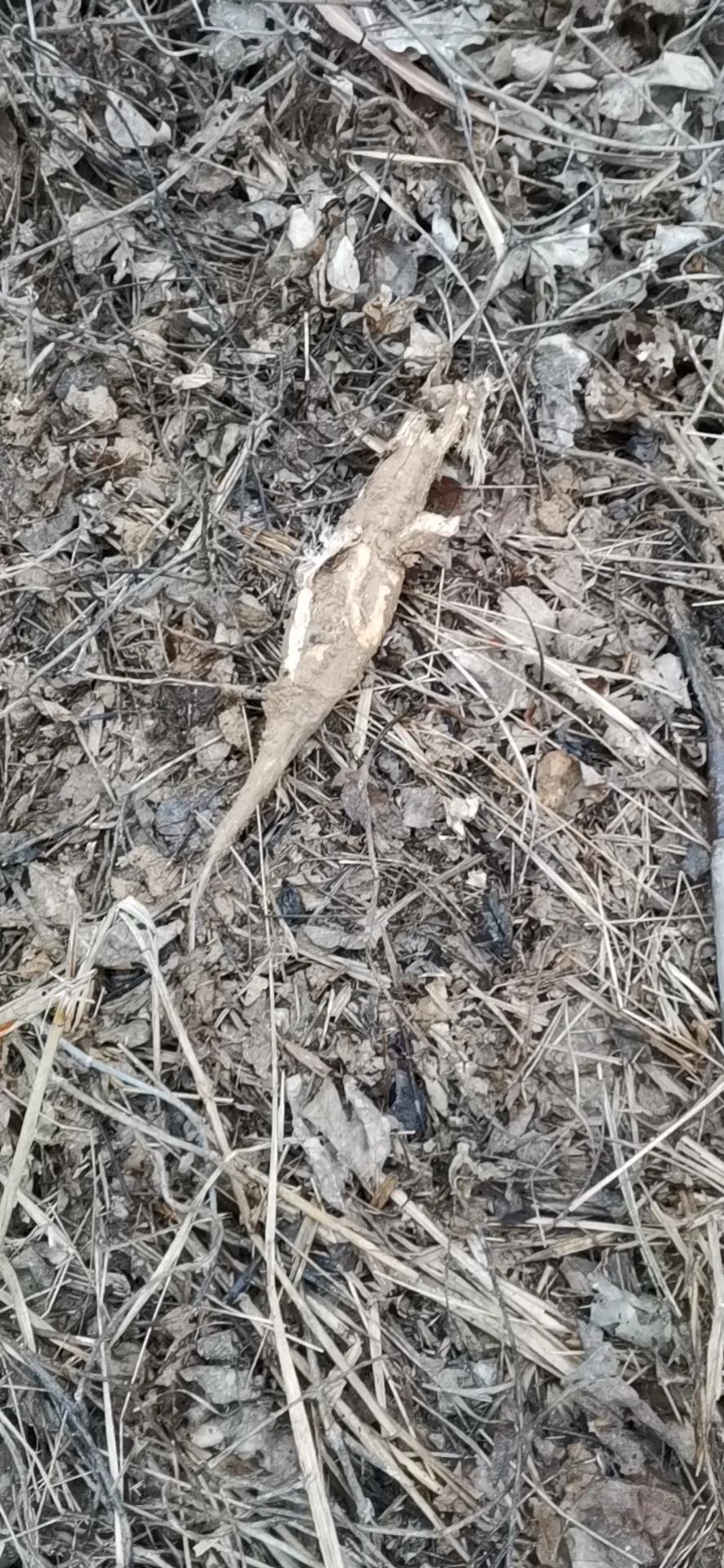 真正的野生葛根图片,纯天然野生葛根图片