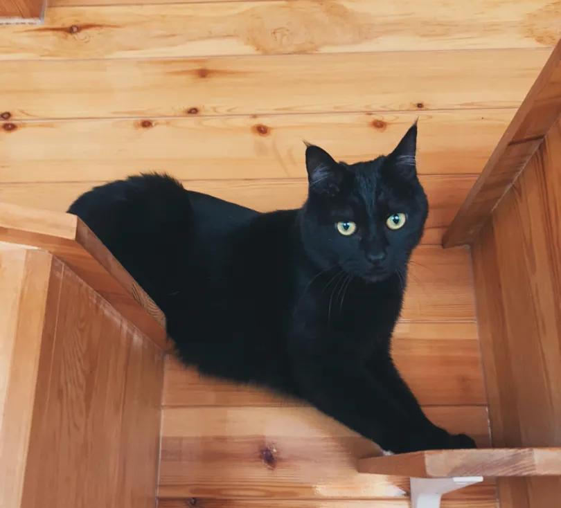 视力不好可以养黑猫吗,眼神不好的千万别养黑猫