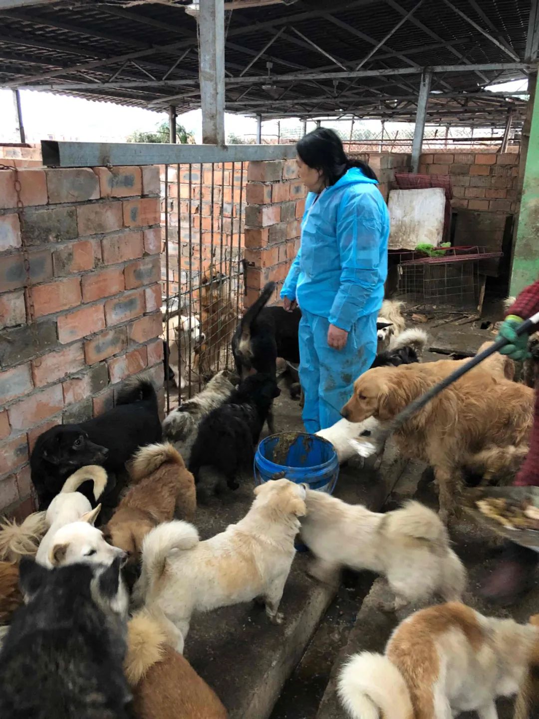 比格犬受害者拆家,比格犬丢失新主人要善待它