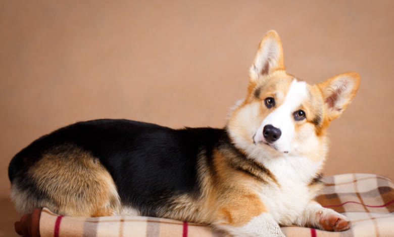 柯基犬要多少钱才能买,十个要点告诉你挑选柯基犬的方法