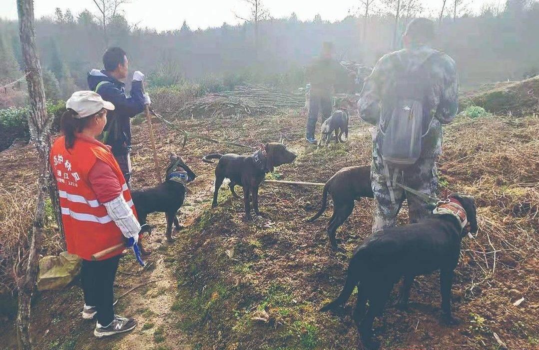 捕杀一头野猪要判多少年,野猪泛滥成灾国外的猎人捕猎野猪