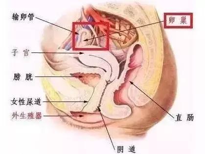 乳房按摩造成乳腺受伤,乳房按摩的不良后果