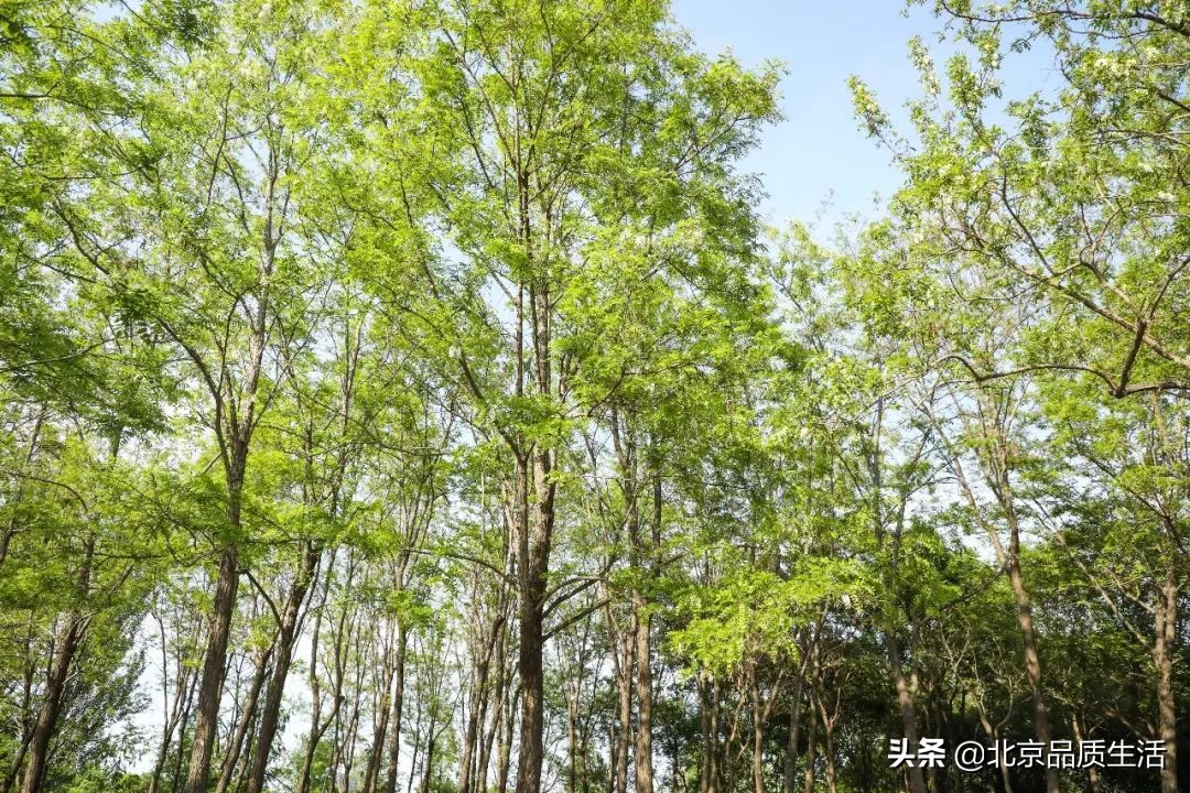 逛吃全攻略在王府井,北京周边逛吃推荐