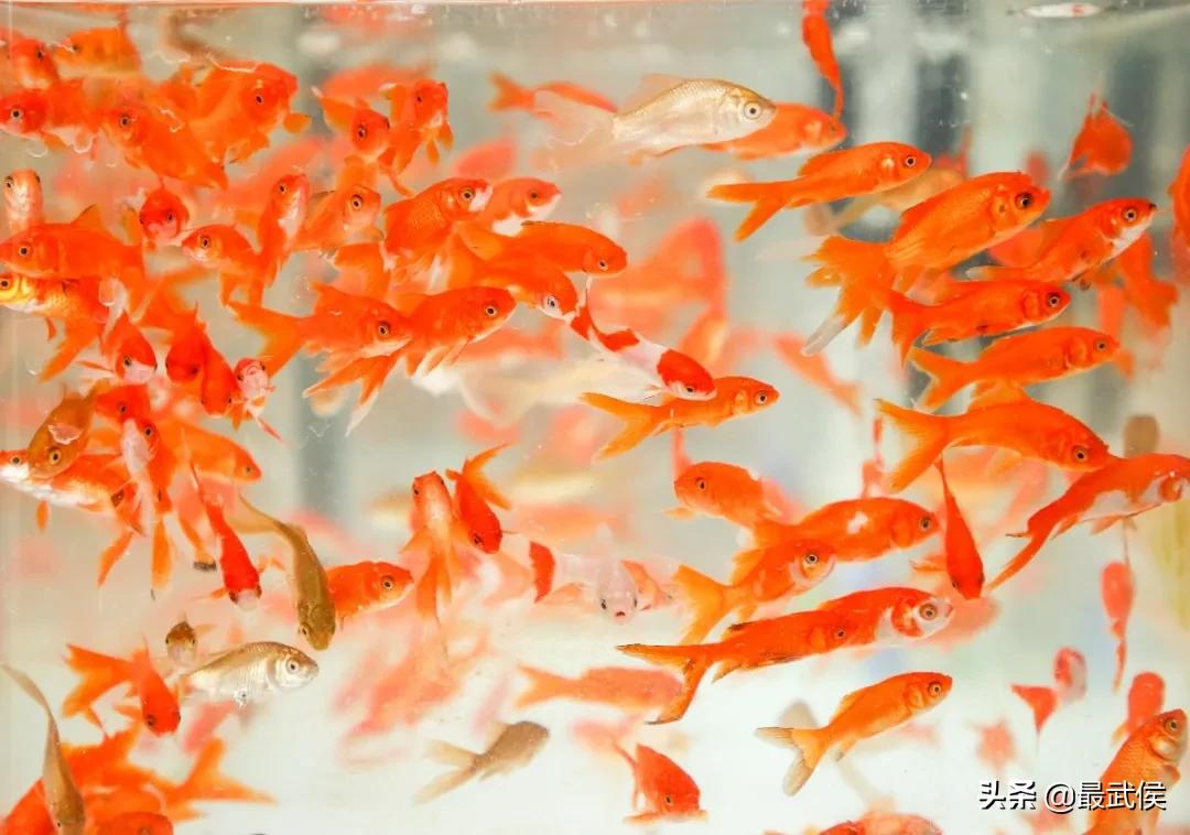 成都便宜的大花市,成都街边卖花一元一束