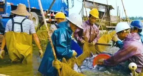 鱼类长途运输方法,活鱼运输最佳方法