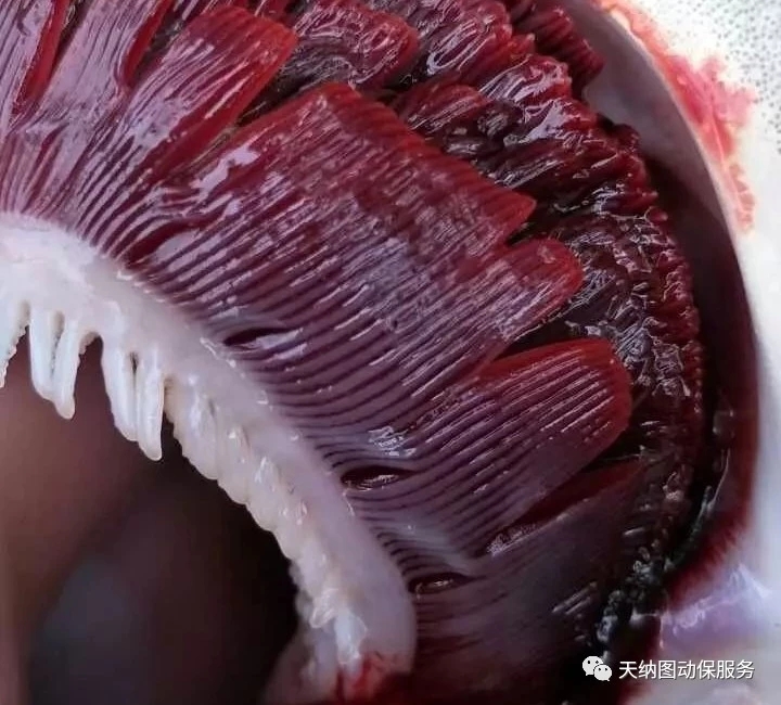 鱼类烂鳃怎么治,鱼类烂身怎么治疗