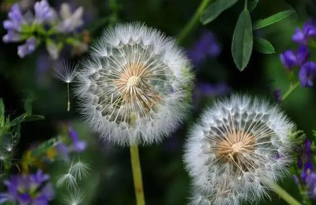 一张嘴就臭是咋回事,刷牙不管用的口臭怎么治