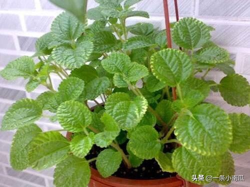 客厅适合摆放的十大植物除甲醛,除甲醛排名第一的植物是绿萝吗